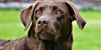 labrador marrone in primo piano ravvicinato sfondo prato