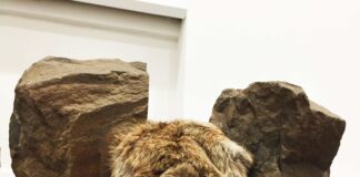 An object that breathes: the art of Günter Weseler, two rocks and an insert of animal fur.