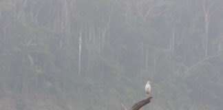 nella foto a colori si vede sullo sfondo la foresta amazzonica e, in primo piano, uno specchio d'acqua con alcuni tronchi che galleggiano